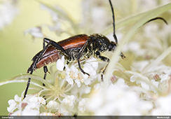 Stenurella bifasciata