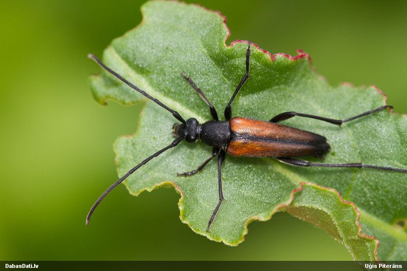Stenurella melanura