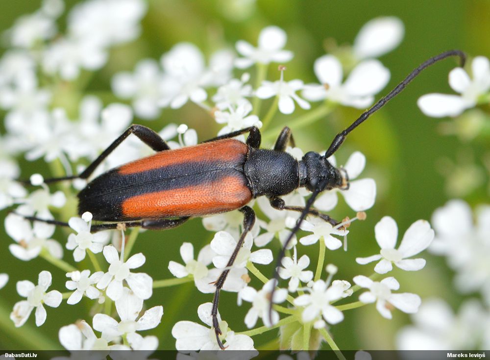Stenurella melanura