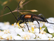 Stenurella melanura