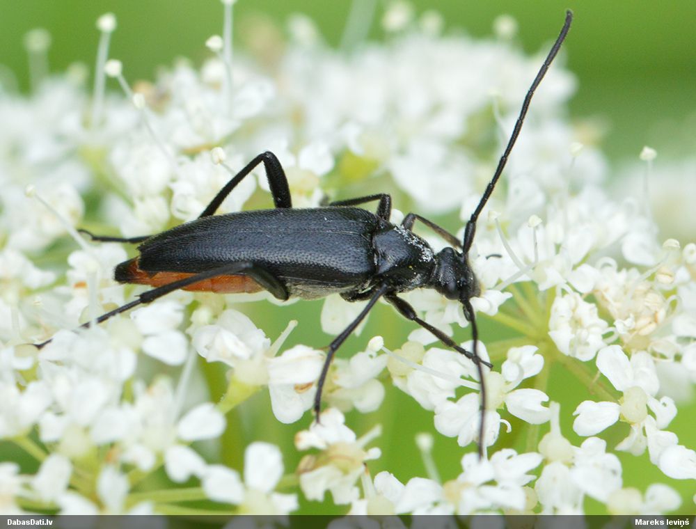 Stenurella nigra