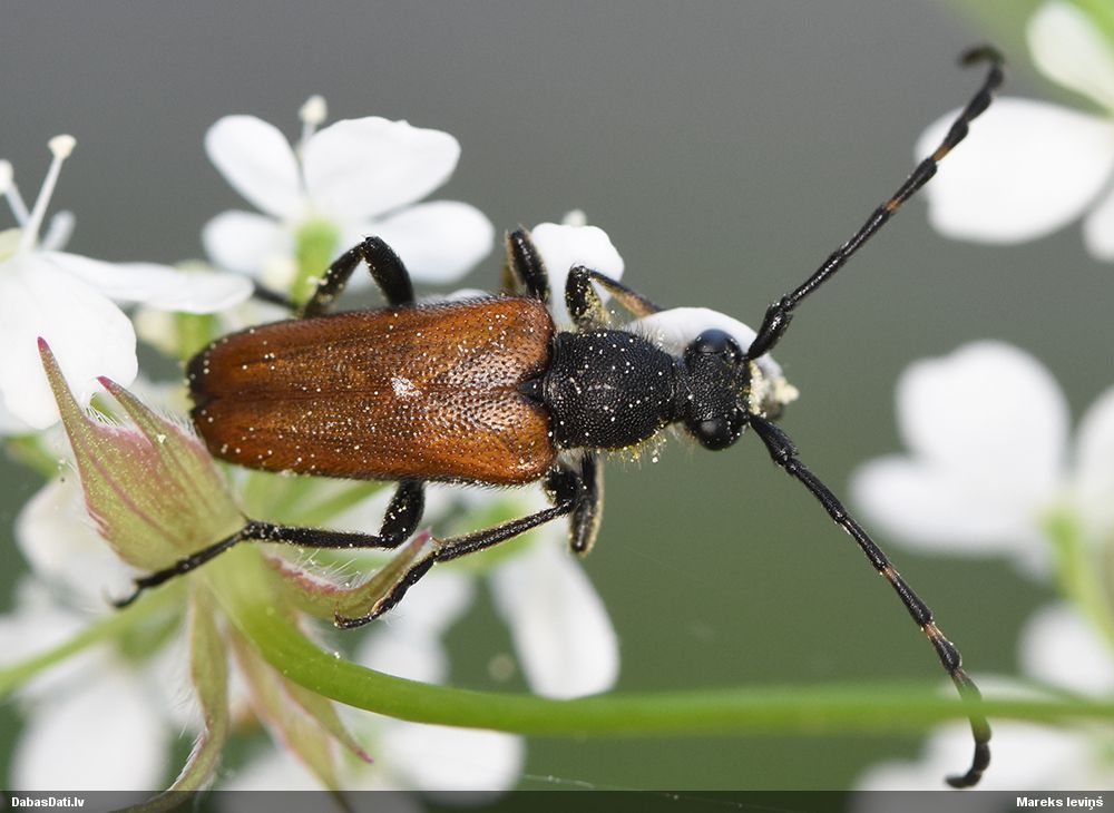 Stictoleptura maculicornis