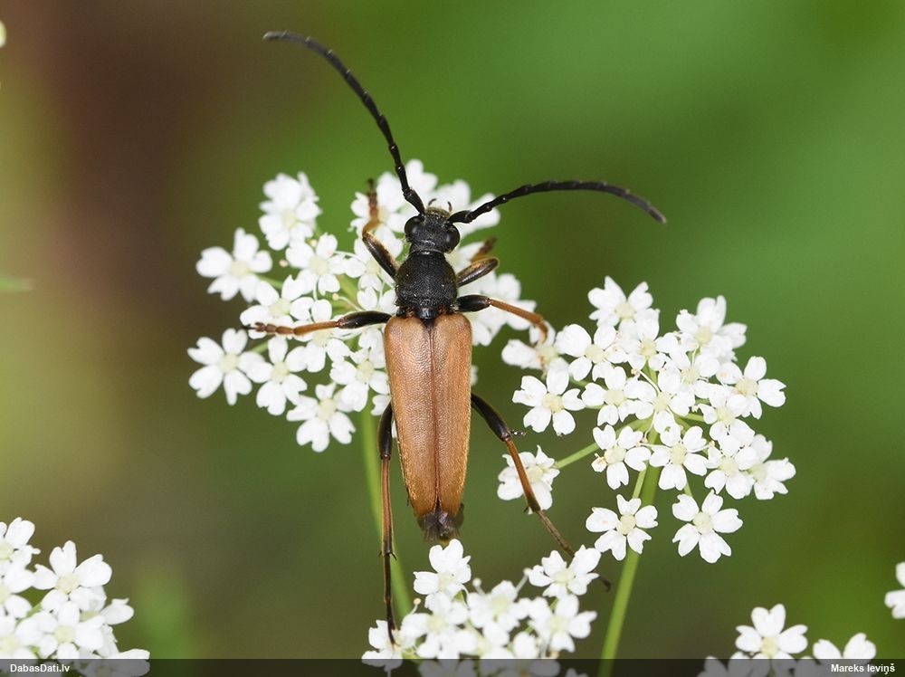 Stictoleptura rubra