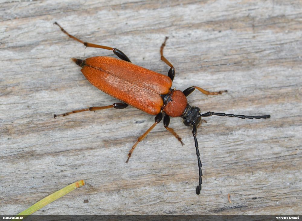 Stictoleptura rubra