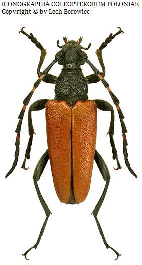 Foto: https://baza.biomap.pl Stictoleptura variicornis