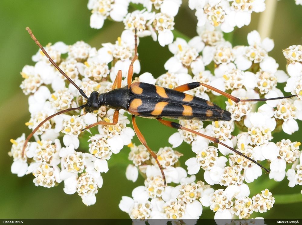 Strangalia attenuata