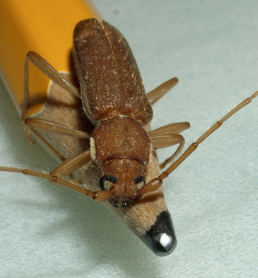 Stromatium unicolor