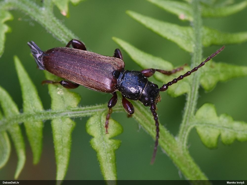 Tetropium castaneum