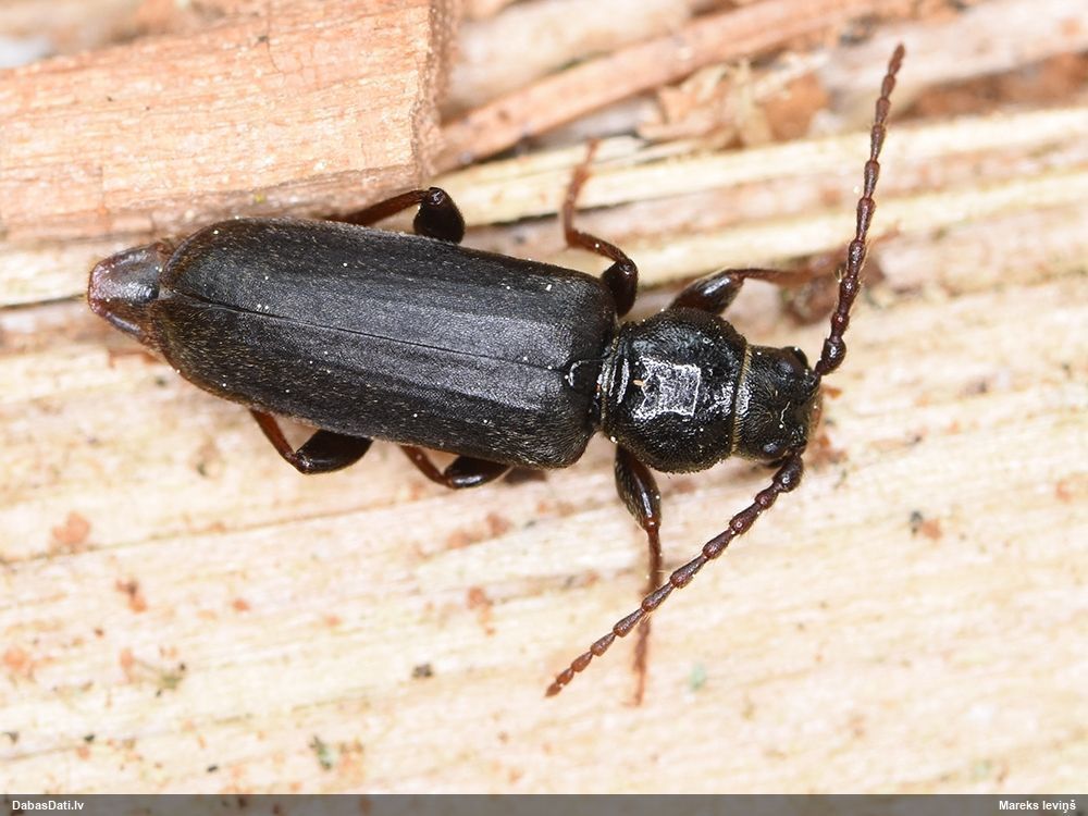 Tetropium castaneum