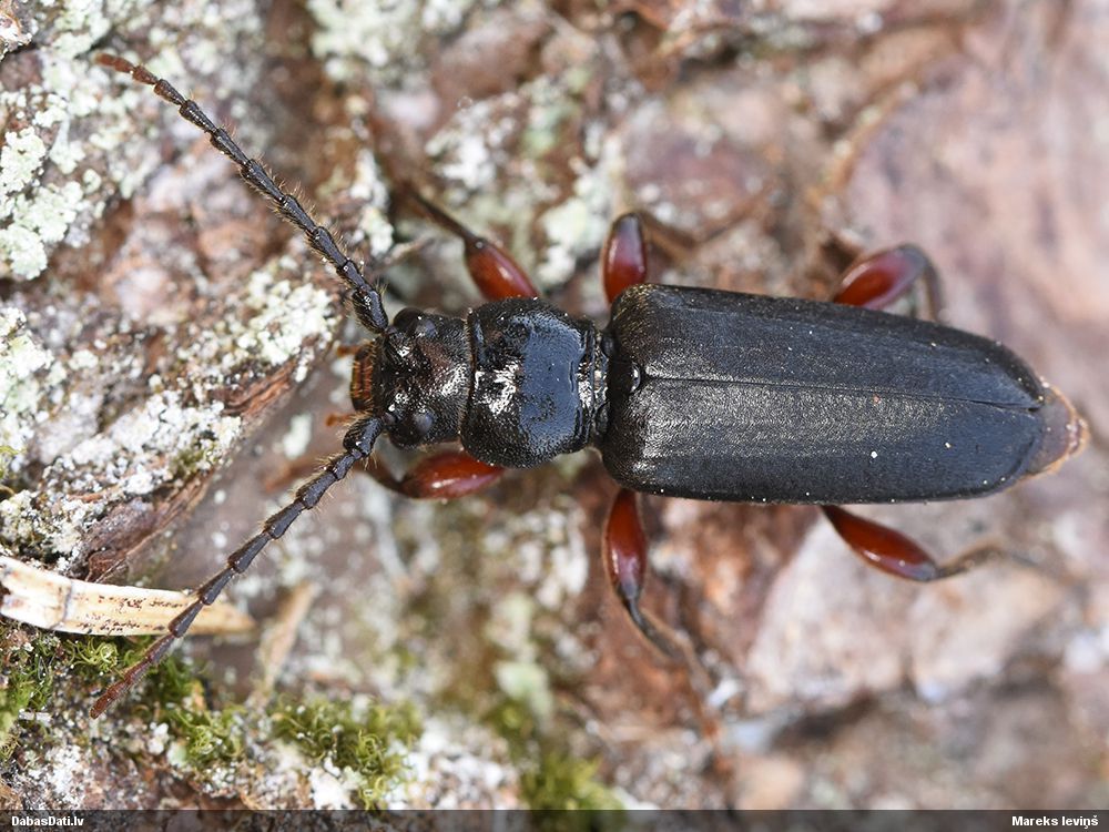Tetropium castaneum