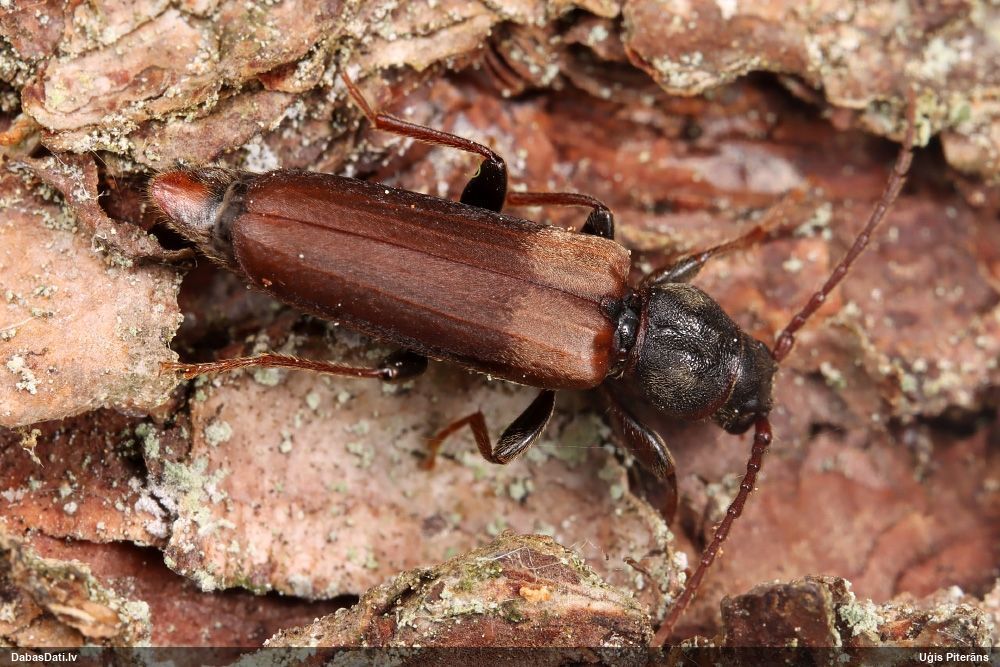 Tetropium fuscum