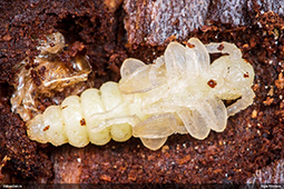 Tetropium fuscum kūniņa