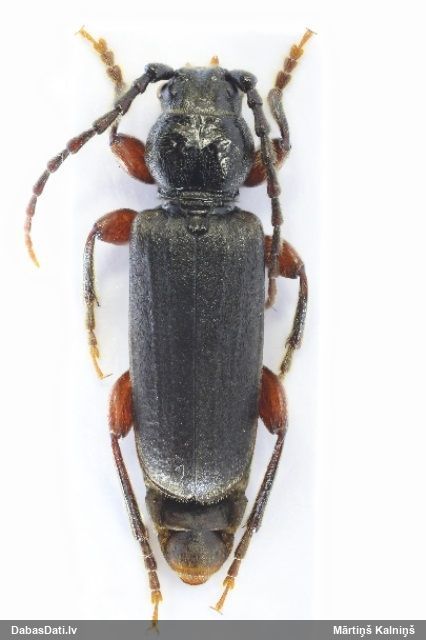 Tetropium gabrieli