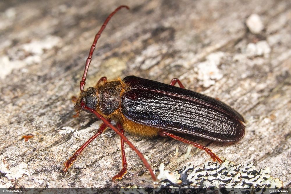 Tragosoma depsarium