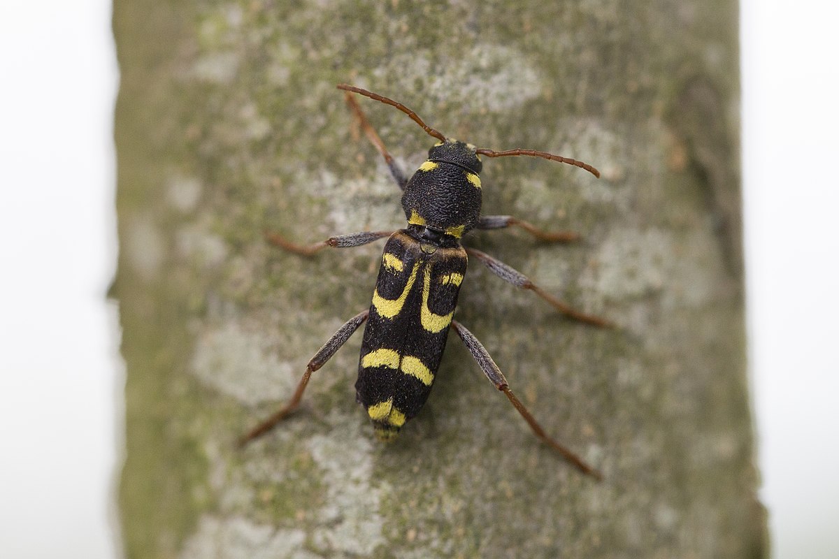 Foto: commons.wikimedia.org Xylotrechus arvicola