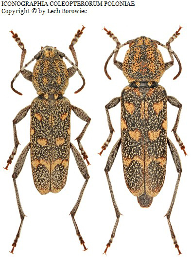 Xylotrechus pantherinus