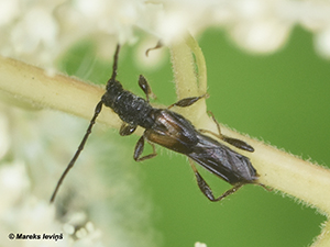 Glaphyra umbellatarum
