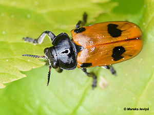 Clytra quadripunctata