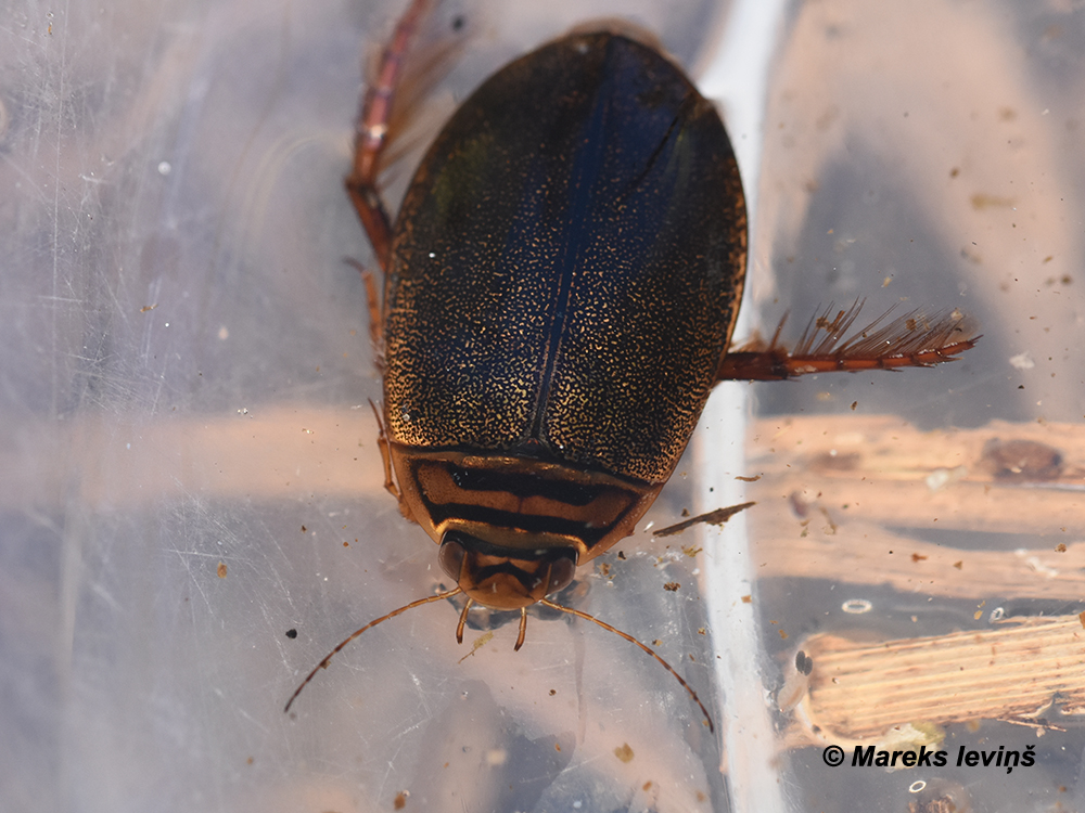 Acilius canaliculatus