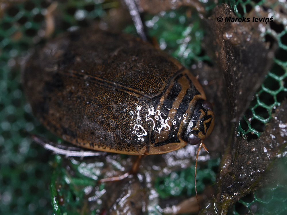 Acilius canaliculatus