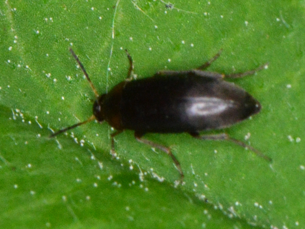 Anaspis marginicollis