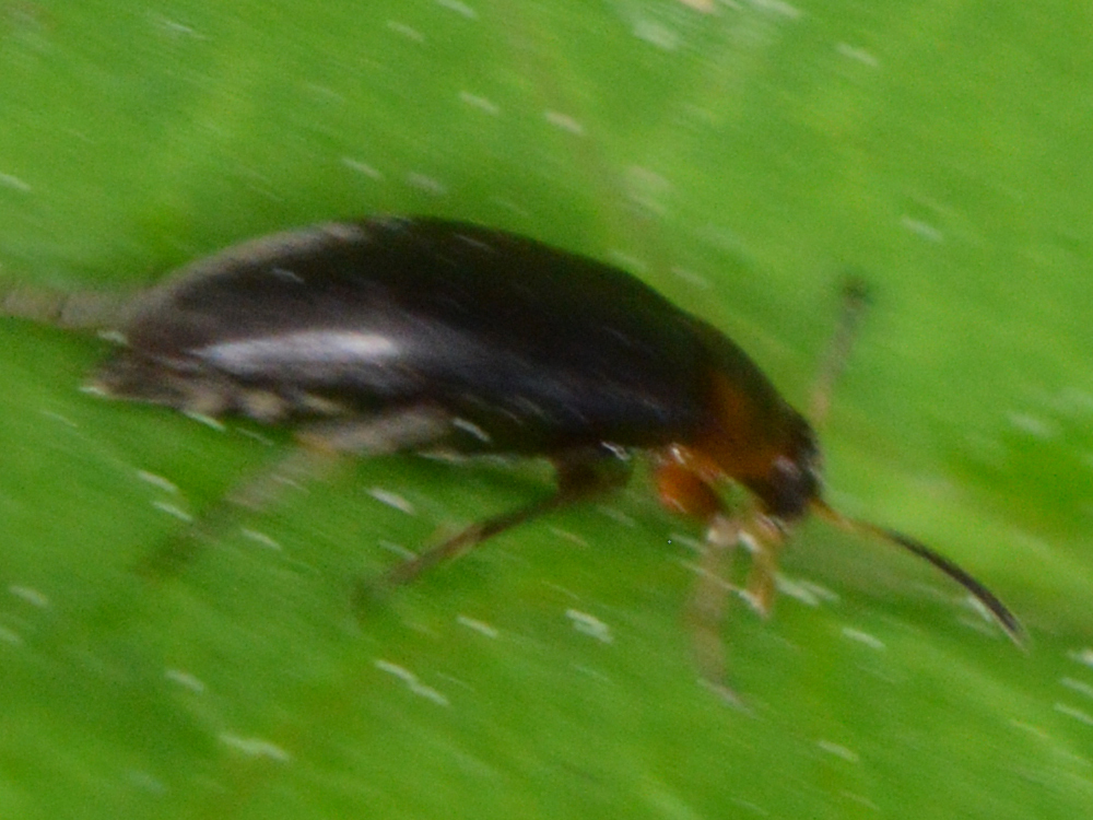 Anaspis marginicollis