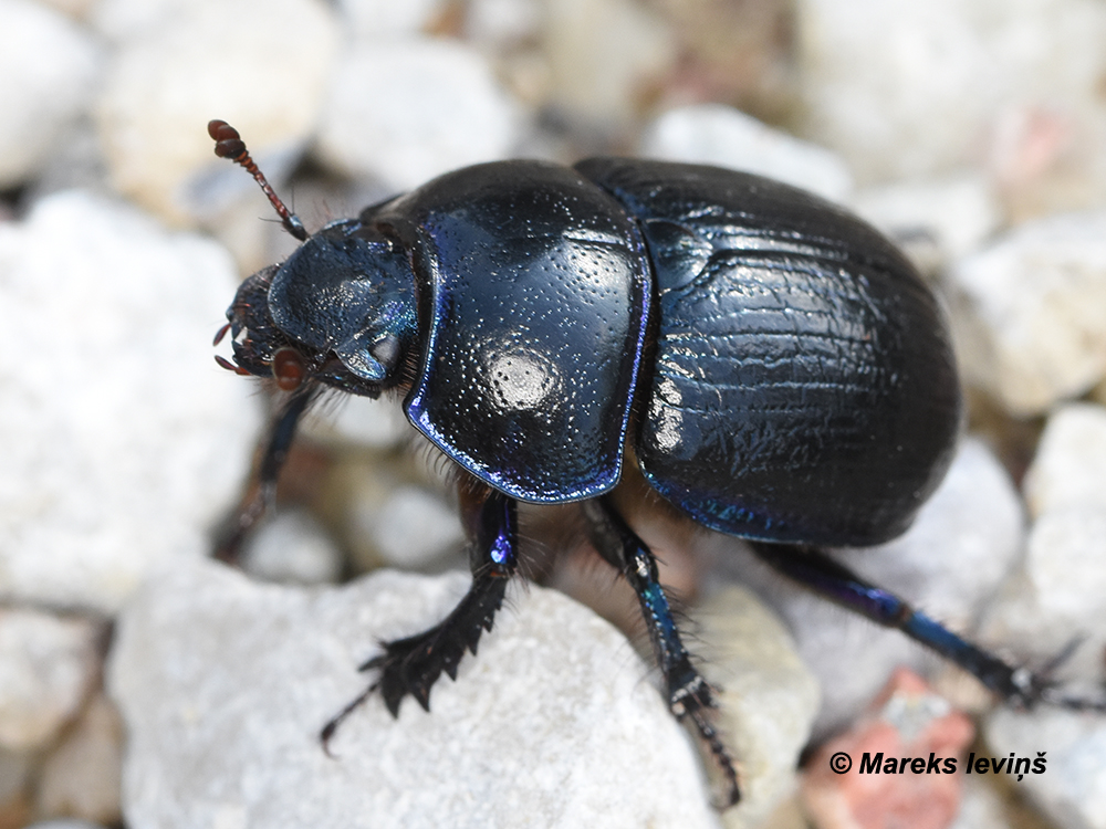 Anoplotrupes stercorosus