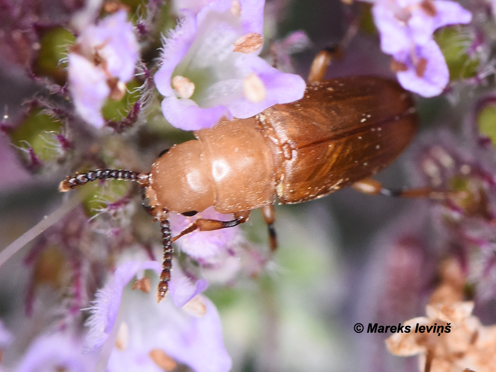 Antherophagus nigricornis
