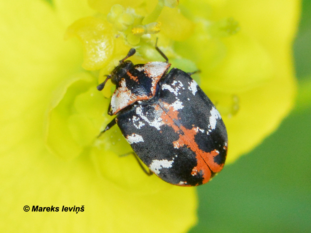 Anthrenus scrophulariae