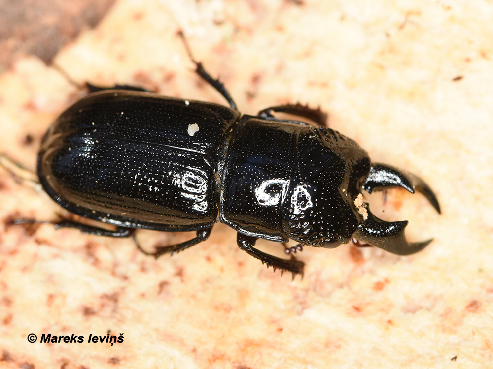 Ceruchus chrysomelinus