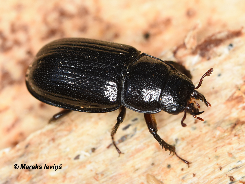 Ceruchus chrysomelinus