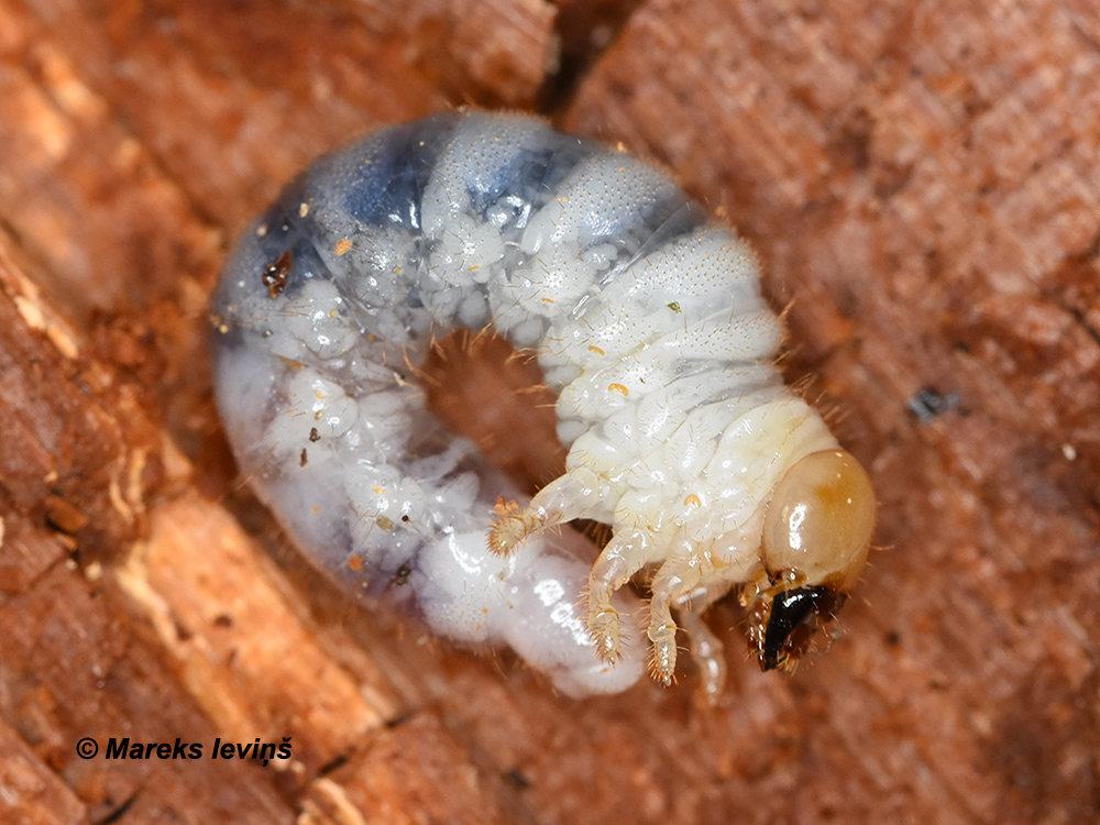 Ceruchus chrysomelinus