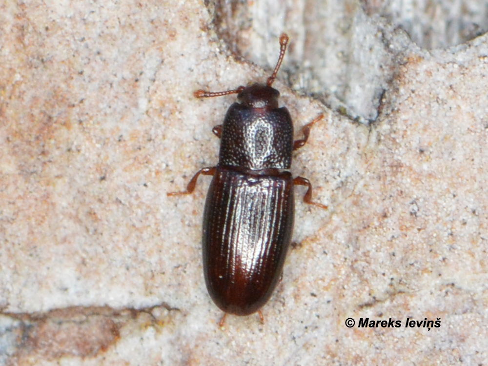 Cerylon sp.