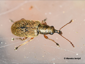 Cimberis attelaboides