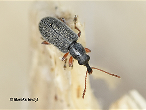 Cimberis attelaboides