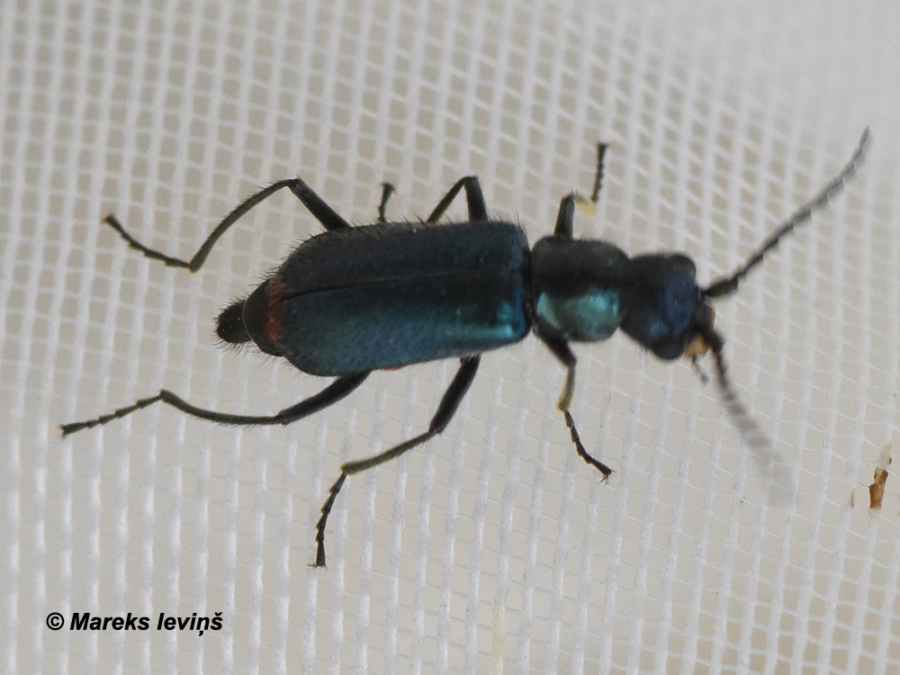 Cordylepherus viridis