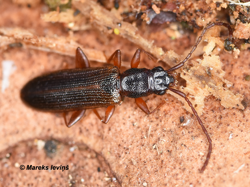 Dendrophagus crenatus