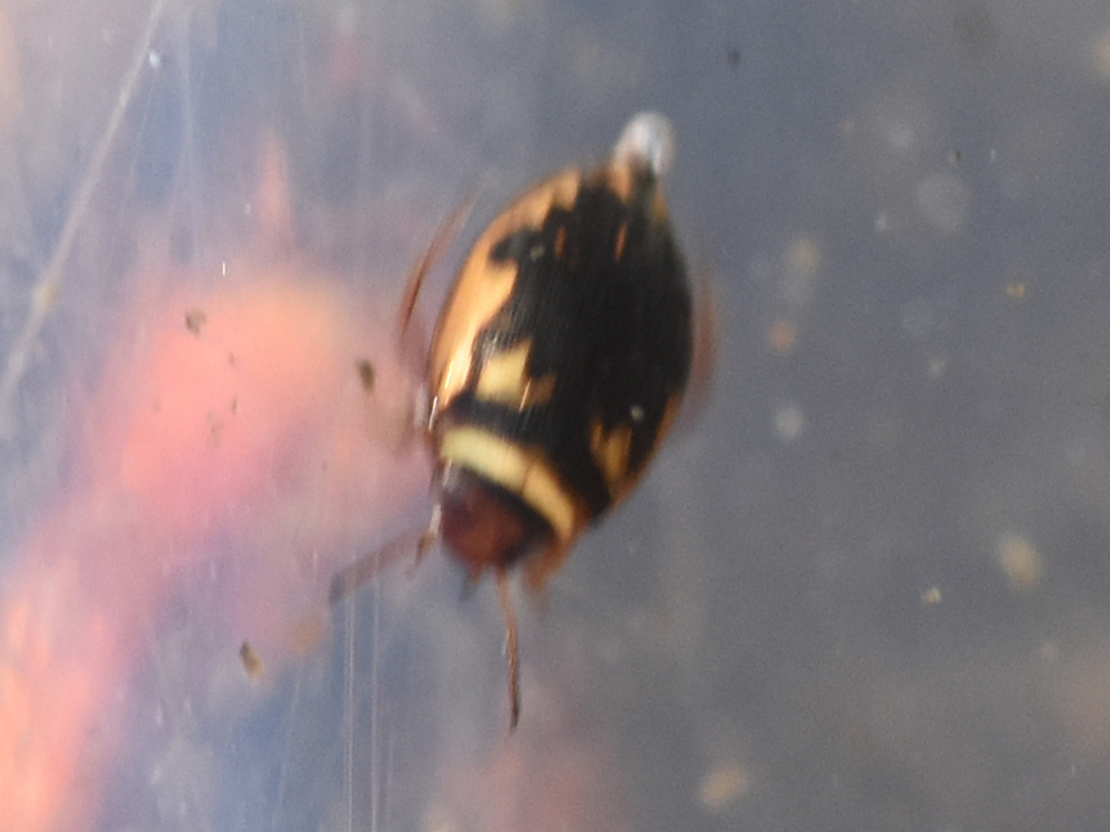 Dytiscidae sp.