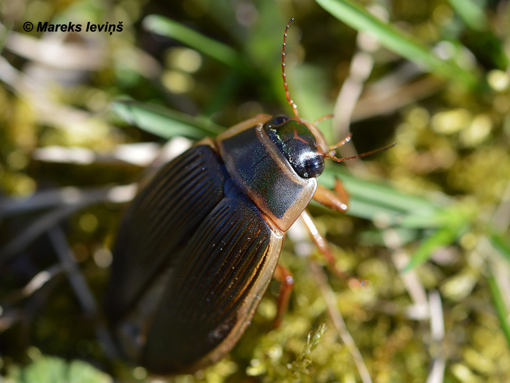 Dytiscus marginalis