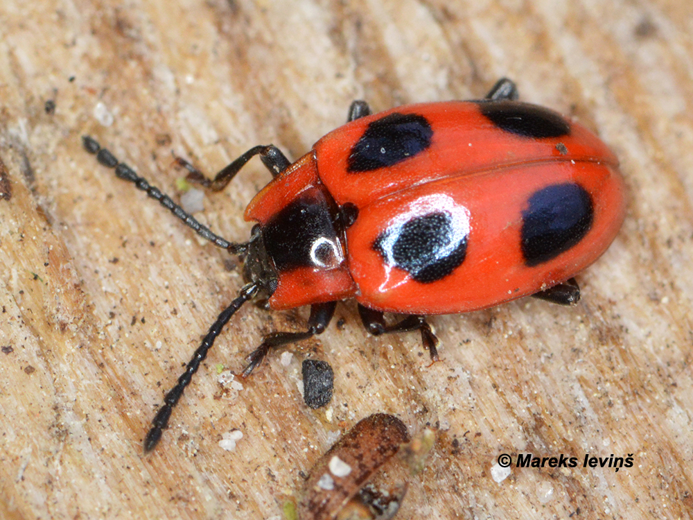 Endomychus coccineus