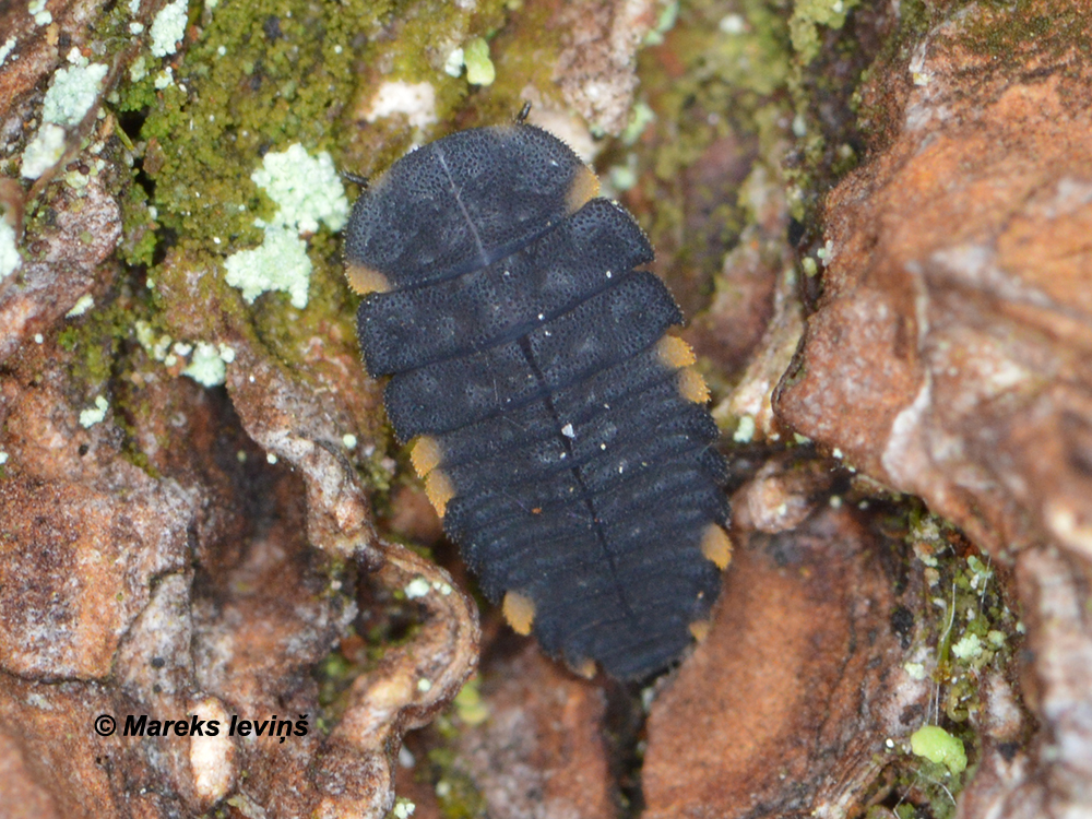 Endomychus coccineus