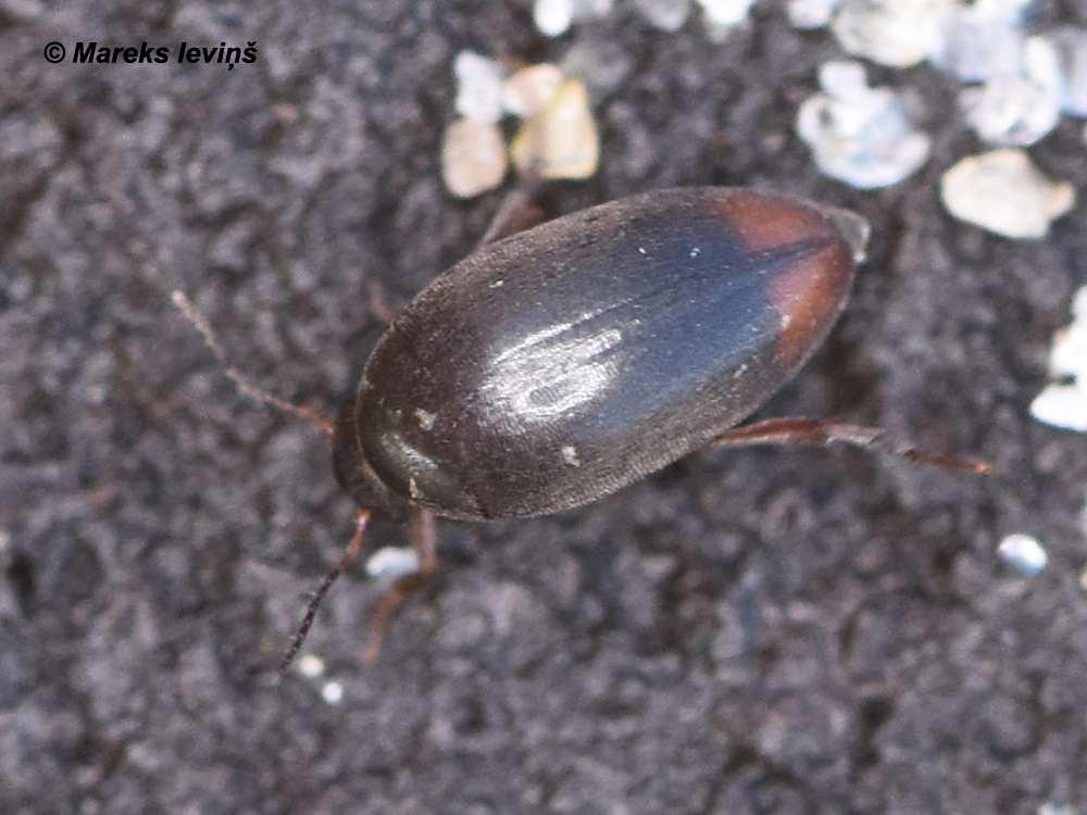 Eucinetus haemorrhoidalis