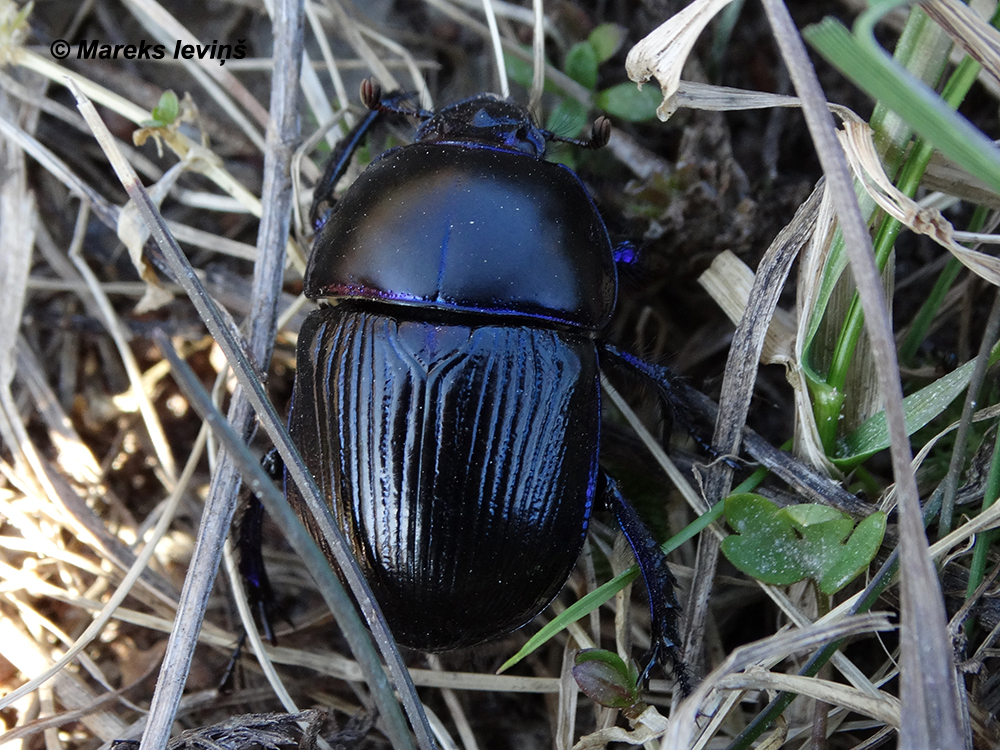 Geotrupes stercorarius
