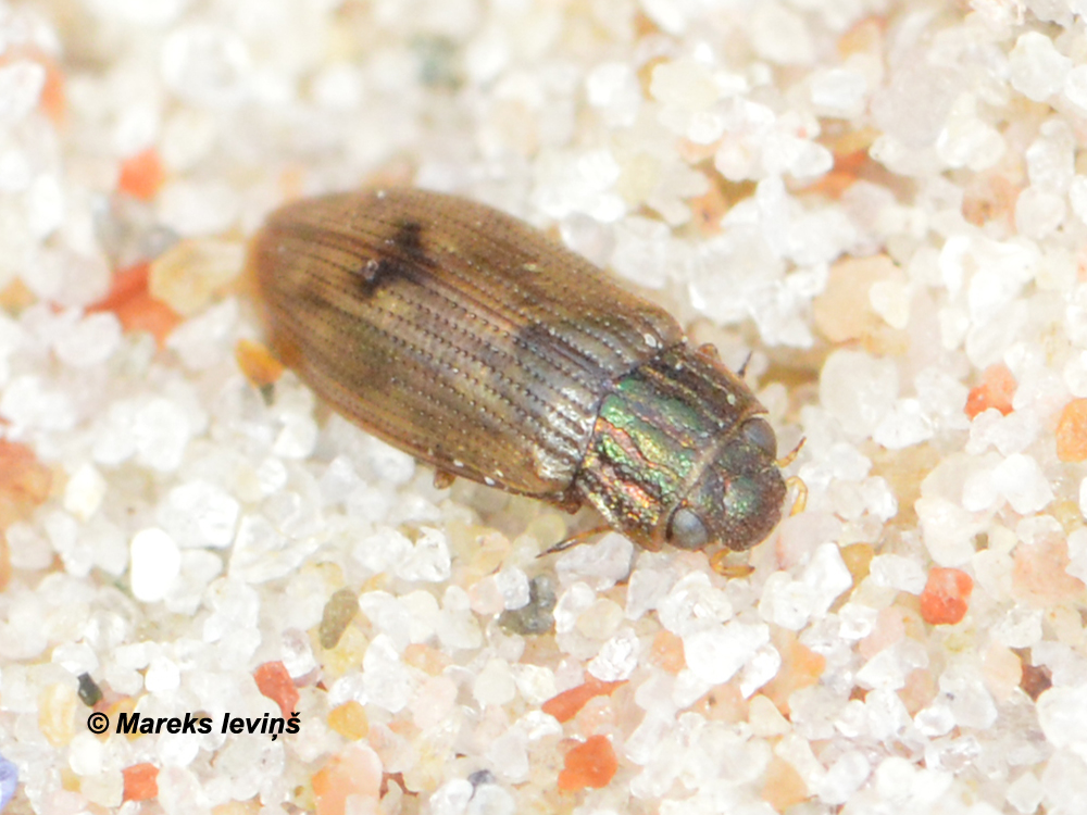 Helophorus sp.