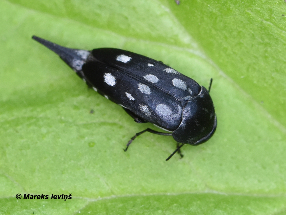 Hoshihananomia perlata