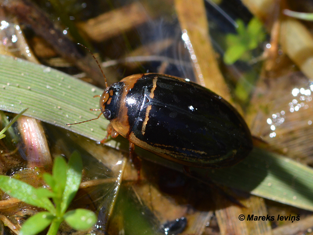 Hydaticus transversalis