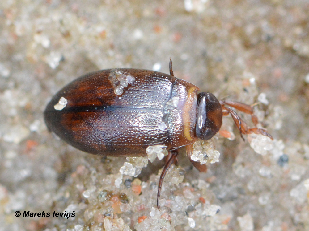 Hygrotus impressopunctatus