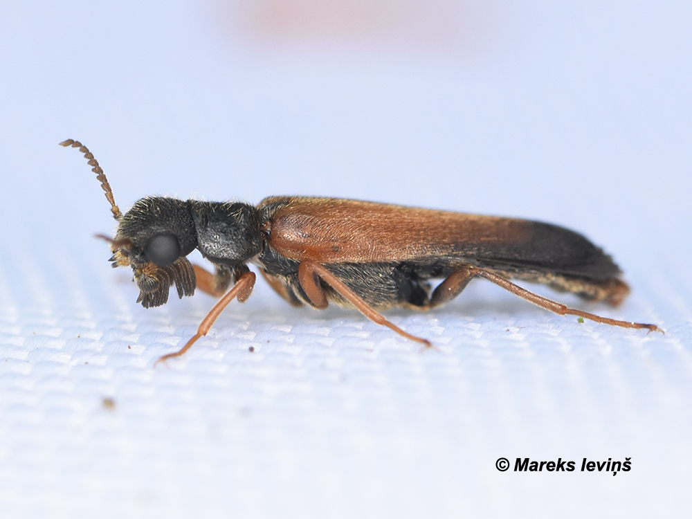 Hylecoetus (Elateroides) dermestoides