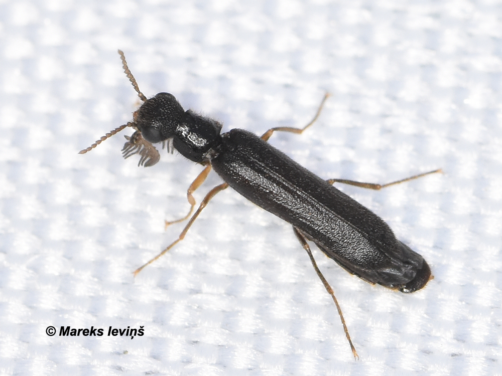 Hylecoetus (Elateroides) dermestoides