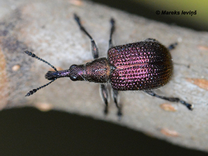 Involvulus cupreus